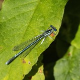 Flodflickslända I 250903 (kopia)