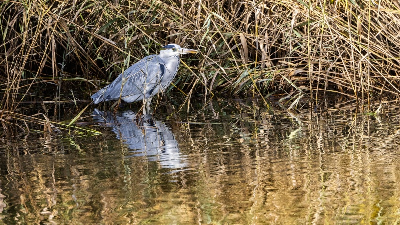 Magle våtmark: En gråhäger väntar tålmodigt på "fiskelyckan".
