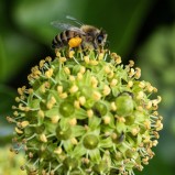 Honungsbi på murgröna I 251008