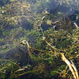 Hornsärv, Magle våtmark I 251009