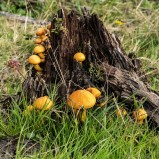 Ringbitterskivling II 251008