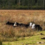 Slingra dig, kossorna III 251008