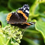 Amiral på murgröna I 251008