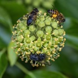 Blomfluga, honungsbi & husfluga på murgröna I 251008