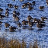 Grågås, Slingra dig II 251008