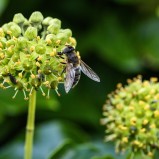 Gulfotad slamfluga & ribbstrutstekel II 251008