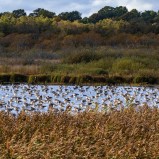 Grågås, Slingra dig I 251008