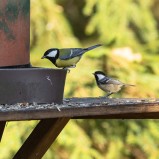 Talgoxe & svartmes I 251107