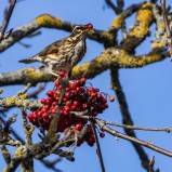 Rödvingetrast IV 251012 (kopia 2)