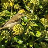 Lövsångare i murgröna I 251012 (kopia)