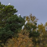 Ägrett häger I 251026