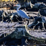 Häger IV 251018 (kopia)