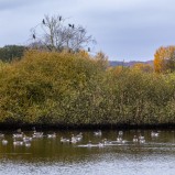 Grågås & storskarv II 251026 (kopia)