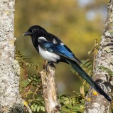 Skata I 251012 (kopia)