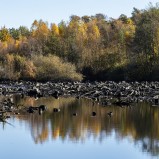 Magle våtmark A-dammen I 251018 (kopia)