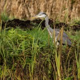 Grå häger III 251026 (kopia)