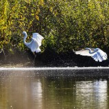 Ägretthäger x 4 251018 (kopia)