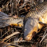 Fjällkarp II 251113 (kopia)