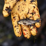 Fjällkarp, årsunge I 251113 (kopia 2)