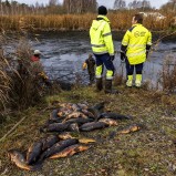 Magle våtmark, fiske VI 251113 (kopia)