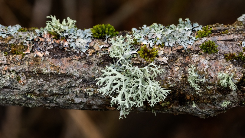 Slånlav, skrynkellav, rödfärgsalg och hättemossa sp