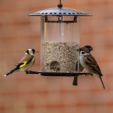 Steglits & pilfink II 251203 (kopia)