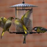 Grönfink & talgoxe III 251203