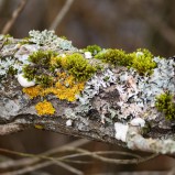 Vägglav, skrynkellav & hättemossa I 251203 (kopia)