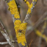 Vägglav I 251203 (kopia)