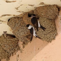 Inventering av hussvalor