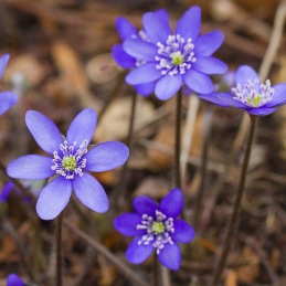 Aktuella bilder från 2026:1