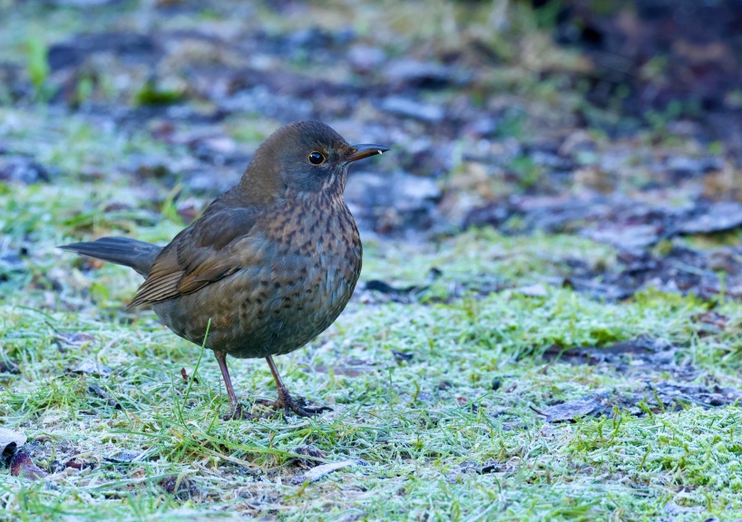 Sällan, eller aldrig, har vi haft så många övervintrande koltrastar i vår trädgård som nu; max 12 ex!