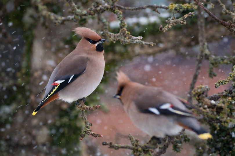 En flock om 12 sidensvansar kom på besök den 4 februari, ditlockade av utlagda äpplen.