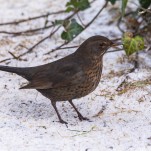 Koltrast EXTRA 260107 (kopia)