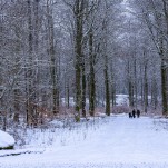 Vinterskog I 260107 (kopia 2)