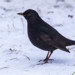 Koltrast, hane V 250107 (kopia)