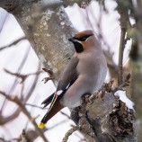 Sidensvans II 260208 (kopia) 2