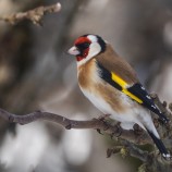 Steglits II 260208 (kopia) 2