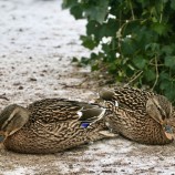 E84B18B4-768B-46E3-8360-3225614FD929