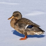 Gräsand, hona I 260215