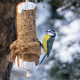 Blåmes på talgkorv I 260214