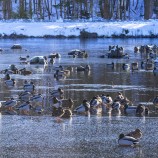 Gräsand, Magle våtmark I 260215 (kopia)