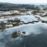 Måsön i Magle våtmark I 260226