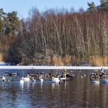 Magle våtmark V 260219