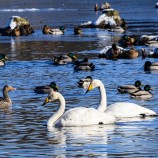 Sångsvan, grågås & gräsand I 260219