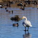 Sångsvan, Magle våtmark III 260219