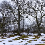 Vårvinter II 260225