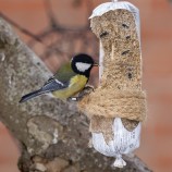 Talgoxe på %22talgkorv%22 I 260225