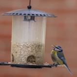 Blåmes m abnorm näbb I 260225