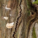 Gammalt träd I 260225